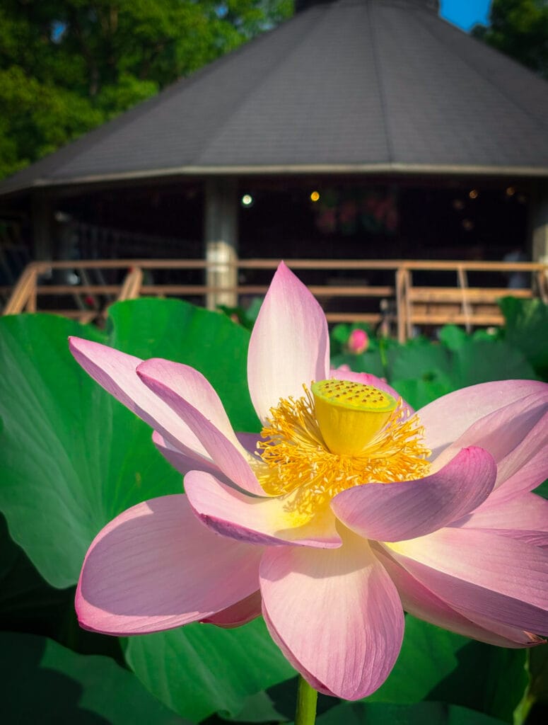 千葉公園の東屋を背景に咲く大賀ハスの花。 / Oga lotus flower blooming in front of a pavilion at Chiba Park.