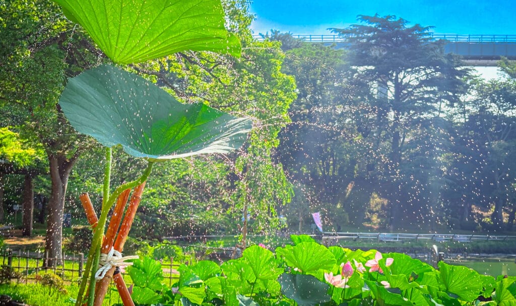 蓮の葉の上に降り注ぐシャワー状の水。涼しさを感じる一枚。 / Shower-like sprinkler water falling on lotus leaves, evoking a sense of coolness.