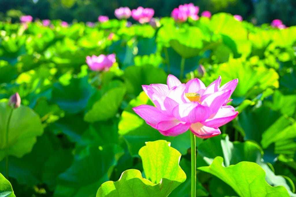 不忍池に咲く大賀蓮のアップ。朝日を浴びて透けるピンクの花びらが美しい。