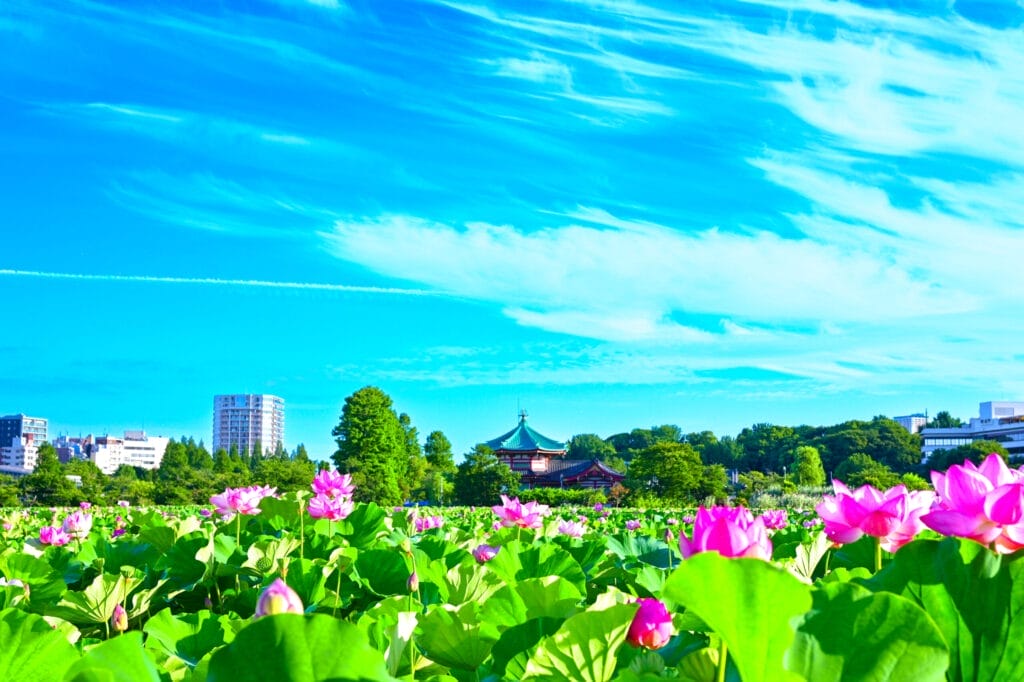 東京都上野・不忍池の蓮の群生と弁天堂を背景にした風景写真。真っ青な空と流れる雲が印象的で、夏の爽やかさを感じさせる構図。