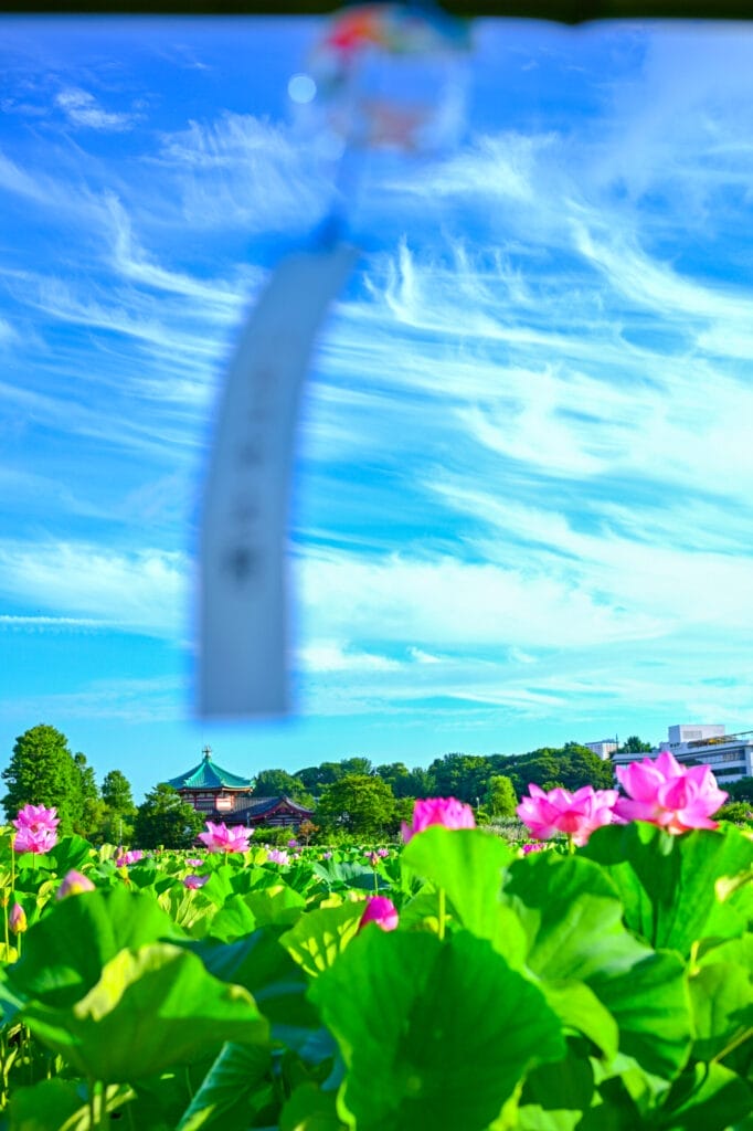 不忍池の蓮越しに見える寛永寺と、手前にぼんやり映る風鈴。夏の風を感じる幻想的な構図。