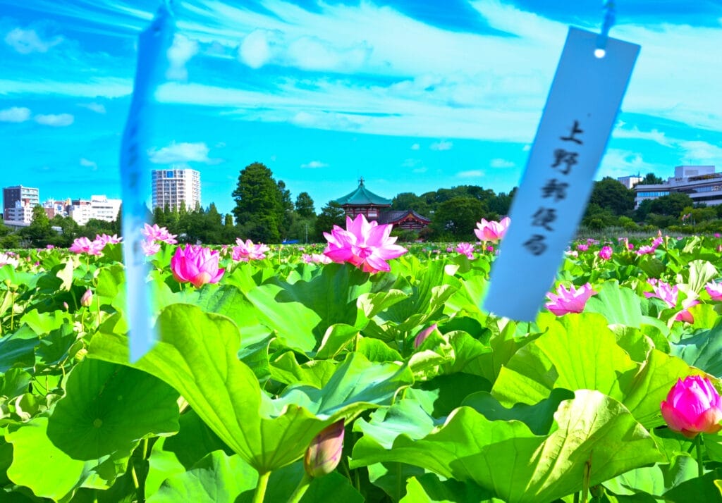上野不忍池の蓮の花と風鈴越しに望む清水観音堂。夏の空とピンクの蓮が広がる絶景スポット。 