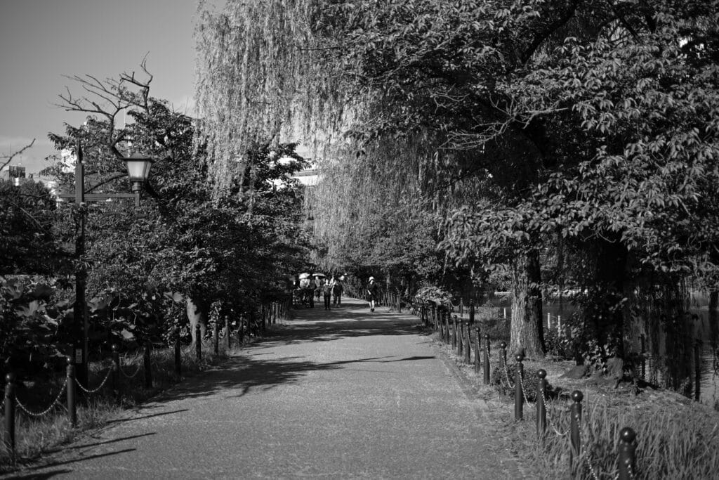 不忍池沿いの並木道をモノクロで撮影した風景。柳が揺れる静かな夏の朝、人々が蓮を眺めながら歩く。