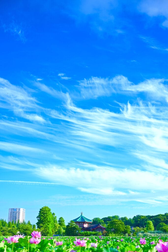 夏空の下に咲く不忍池の蓮と上野・弁天堂の風景（縦構図）