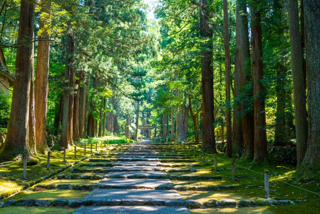 夏の平泉寺白山神社の杉並木の参道。 