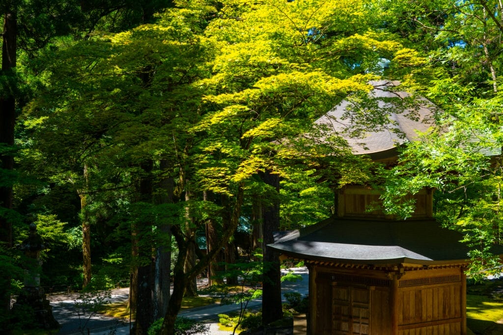 永平寺の境内に佇む木造の塔。新緑に包まれ、木漏れ日が屋根を優しく照らしている。 