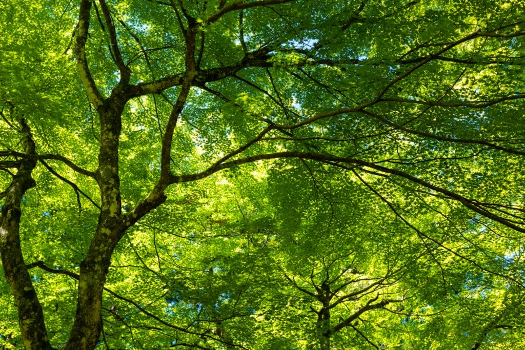 永平寺の境内で見上げた、新緑のもみじの樹冠。枝と葉が織りなす涼やかな景色が広がる。