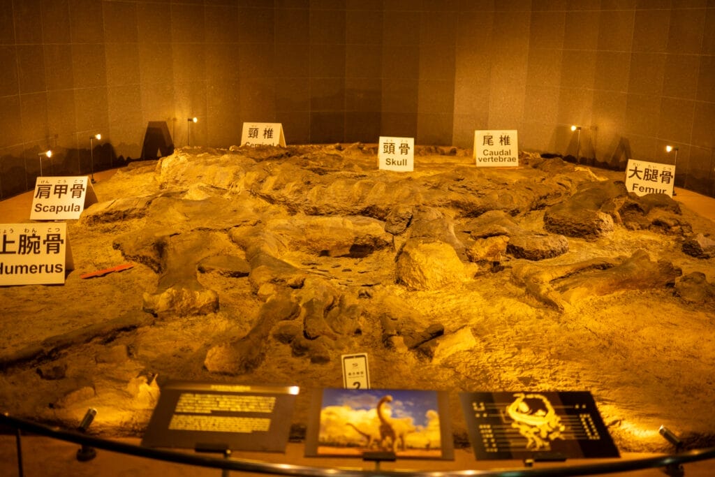福井県立恐竜博物館の恐竜化石発掘現場展示。頭骨や大腿骨などが産状そのままに並び、恐竜時代の息吹を感じられる貴重な化石群