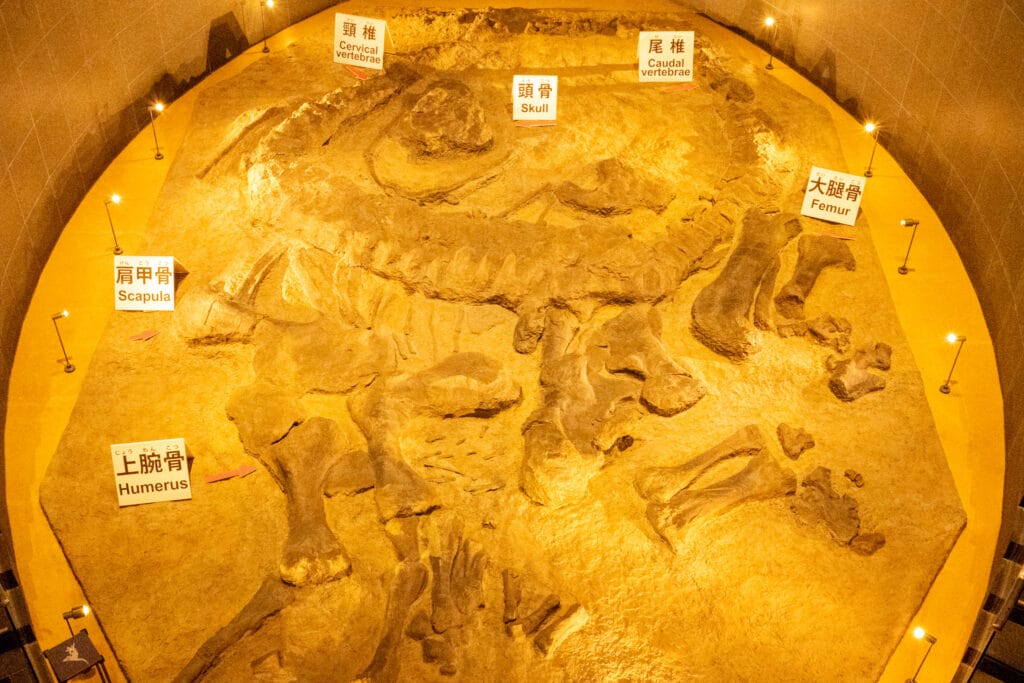 福井県立恐竜博物館の化石床展示を上から撮影。頭骨や大腿骨などが産状そのまま保存され、恐竜の全体像を想像できる迫力ある展示