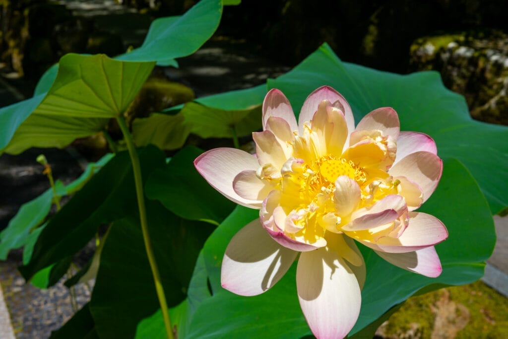 永平寺の境内で咲く蓮の花。淡いピンクと黄色の花びらが、夏の日差しに輝いている。 