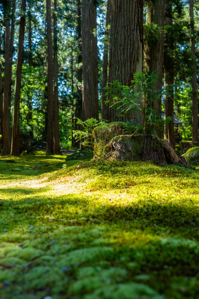 平泉寺白山神社の森に広がる苔と切り株。 