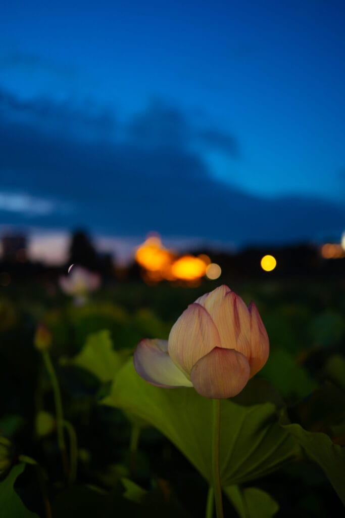 Lotus bud illuminated at night in Ueno Park with dreamy bokeh in the background