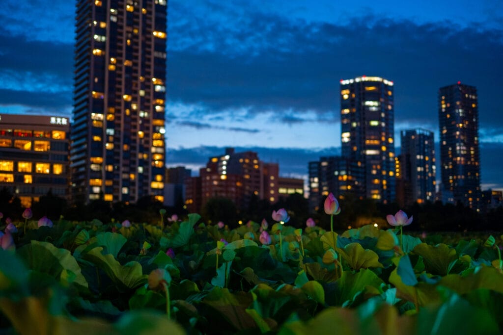 Lotus bud illuminated at night in Ueno Park with dreamy bokeh in the background