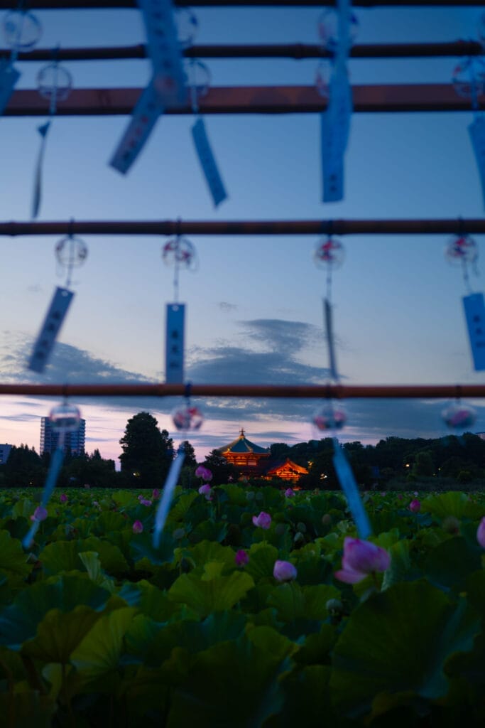 Evening lotus flowers and illuminated Bentendo Temple seen through wind chimes at Shinobazu Pond